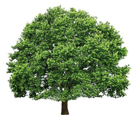 Free Texture - oak tree big - Trees - luGher Texture Library | Oak tree, Green trees, Landscape ...