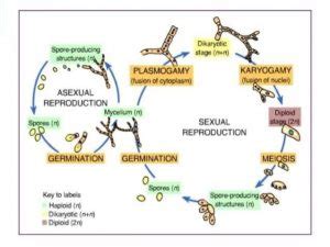 Deuteromycotina: Classification, Characteristics and Reproduction - Biology Ease