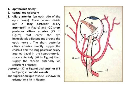 Blood supply of the eye