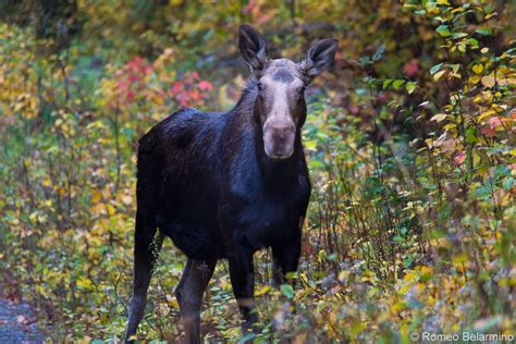 The Best Things to Do in Moosehead Lake Maine | Travel the World