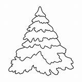 Sitka Spruce Coloring Page Pages sketch template
