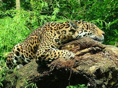 What Do Jaguars Eat? | Jaguars Diet By Types | Biology Explorer