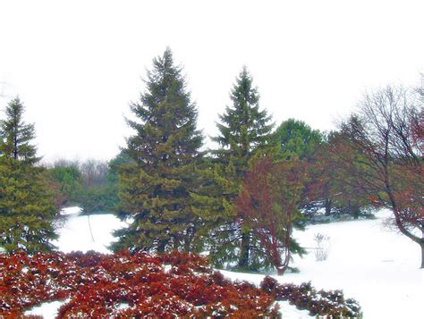 Evergreen Trees In Snow Free Stock Photo - Public Domain Pictures