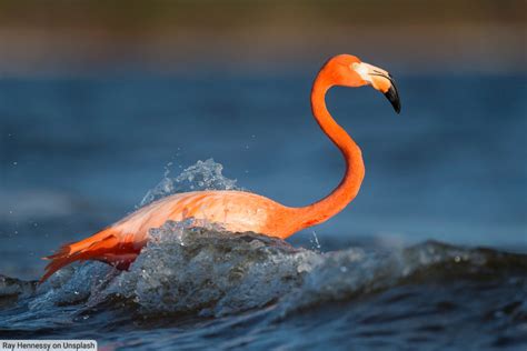 American Flamingo Facts, Pictures, Complete Species Guide