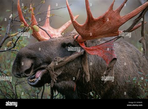 Moose antlers shedding hi-res stock photography and images - Alamy