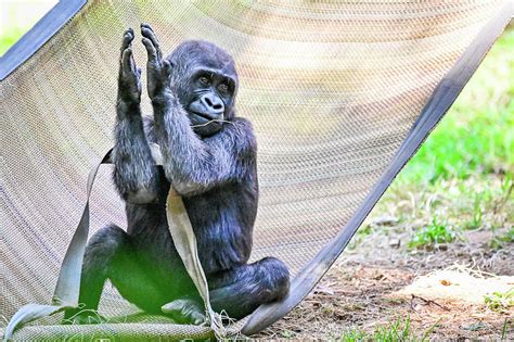 Western lowland gorilla baby Photograph by Ed Stokes - Fine Art America