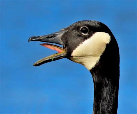 Canada Goose Honking Photograph by Linda Stern - Fine Art America