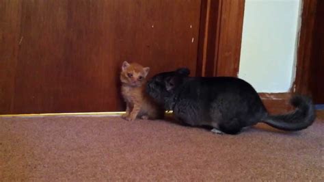 TINY KITTEN MEETS CHINCHILLA! SO CUTE!!!! - YouTube