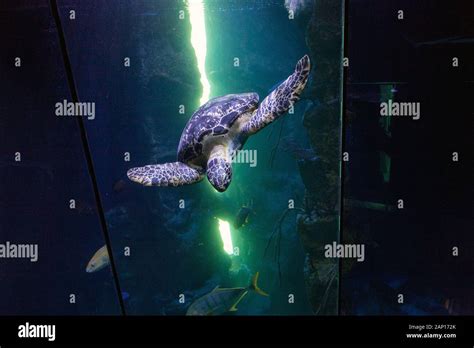 Puppi the sea turtle at Des Meeres Aquarium, a former German World War Two anti-aircraft flak ...