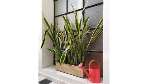 Snake Plant Light Requirements: Direct Sun, Low Light Or Bright Indirect Light? » Simplify Plants