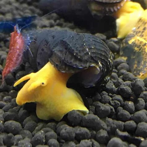 Rabbit Snail (Also Known As Elephant Snail) - Aquarium Tips