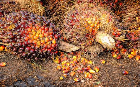 Cek Harga TBS Sawit Hari Ini, Tandan Buah Segar Kalbar, Jambi, hingga Riau per Kilogram Periode ...