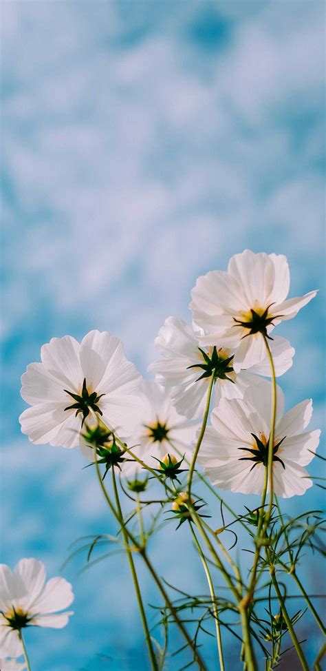 Spring Flowers Wallpaper - iXpap