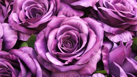 Purple Roses Wallpaper (58+ images)