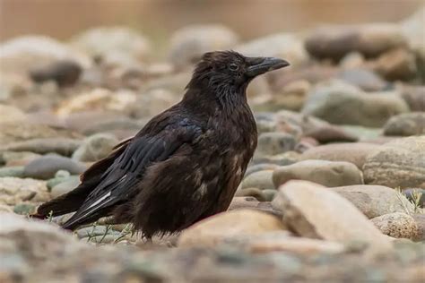 Eastern carrion crow - Facts, Diet, Habitat & Pictures on Animalia.bio