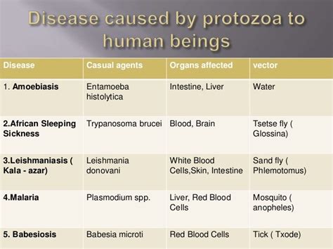 Protozoa