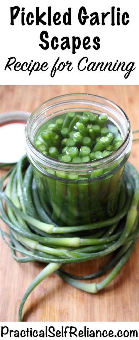 Pickled Garlic Scapes – Recipe for Canning