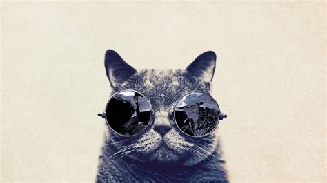 Cat with Glasses Wallpapers - Top Free Cat with Glasses Backgrounds - WallpaperAccess