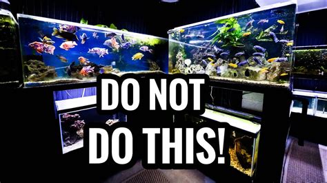 Watch BEFORE Buying African Cichlids – Beginners Guide – HousePetsCare.com