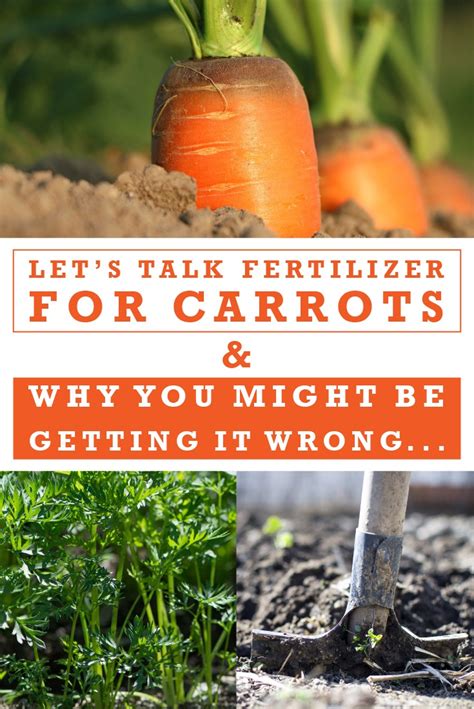 [Reviews] What's the Best Fertilizer for Carrots? 4 Great Choices | Sproutabl