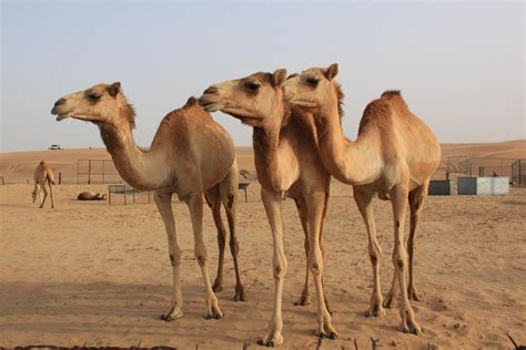 Camel Desert Dubai U A · Free photo on Pixabay