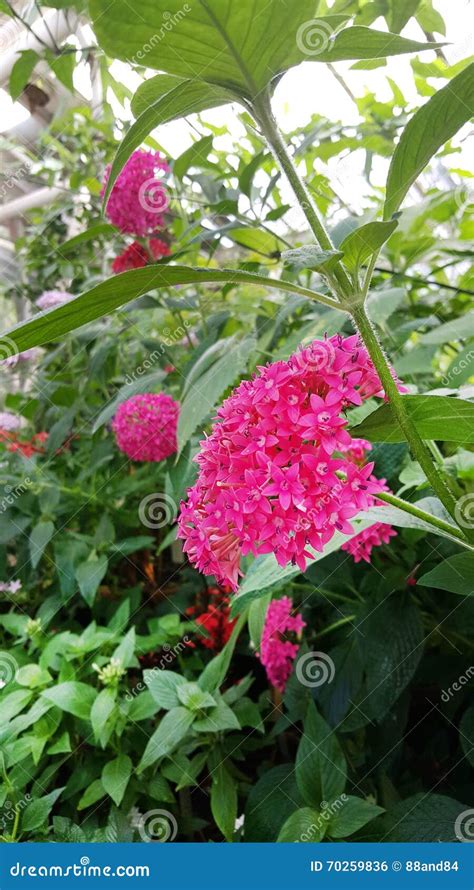 Beautiful Rubiaceae Flowers In The Sofia Botanical Garden Stock Photo ...