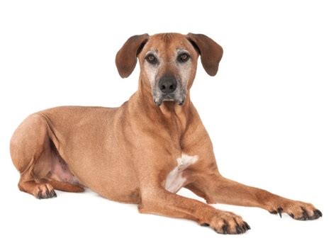 Prostate Enlargement in Dogs | PetMD