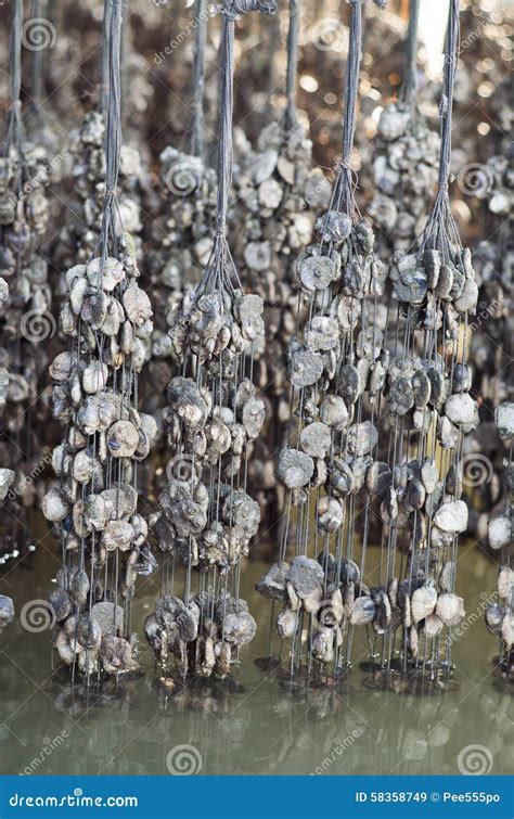 Oyster Farm stock image. Image of grow, oyster, delicious - 58358749