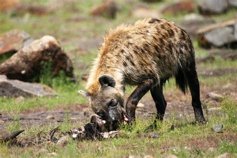 Hyena Eating Prey In Masai Mara by Pamela Buol