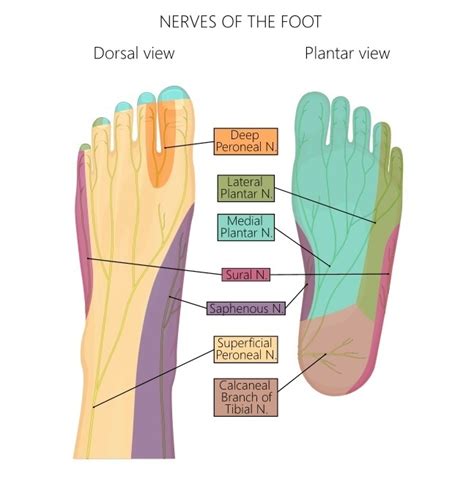 Why rolling the bottom of your foot is so important - Thrive Now ...