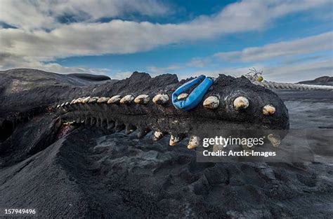 Sperm Whale Teeth Photos and Premium High Res Pictures - Getty Images