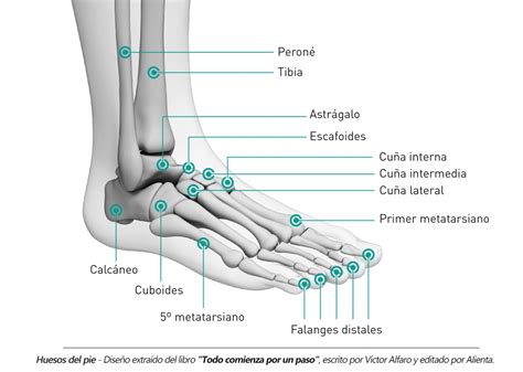 loto Prominente extremadamente fractura por estres pie tratamiento Con ...