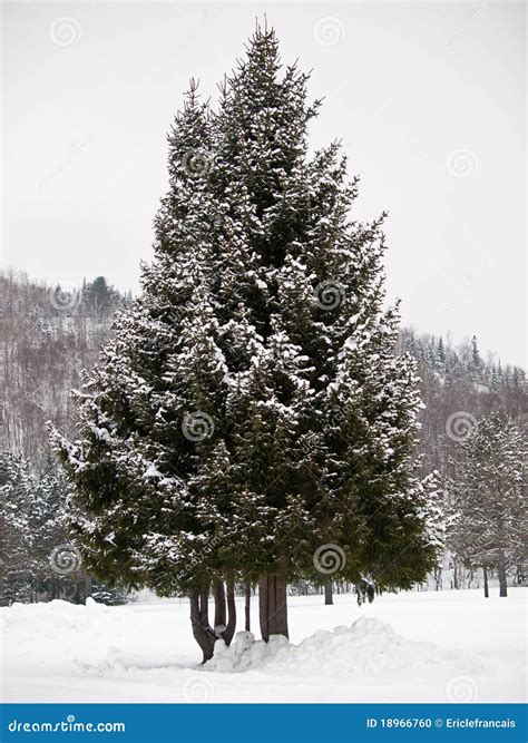 Spruce Tree In Winter Stock Photo - Image: 18966760