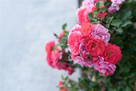 How to Take Care of Drift Roses | Roses | Garden tips 360