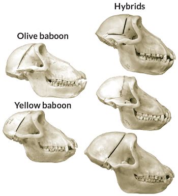 Animal hybrids may hold clues to Neandertal-human interbreeding