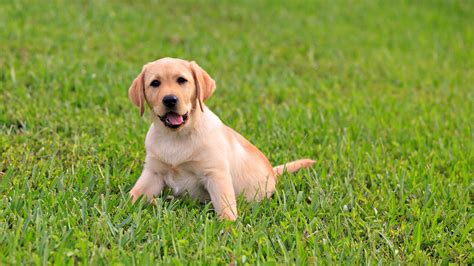 Yellow Labrador Retriever puppy standing on green lawn grass HD wallpaper | Wallpaper Flare