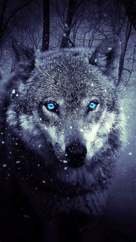 Wolf Blue Eyes Wallpaper - KoLPaPer - Awesome Free HD Wallpapers