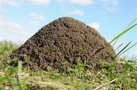 Avoid fire ant mounds - or suffer the consequences