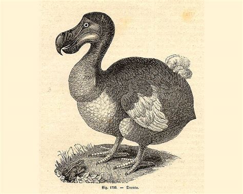 The Dodo | BirdNote