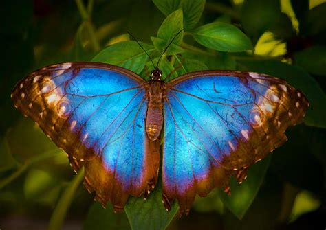 Purple Morpho Butterfly Photograph by Mark Andrew Thomas