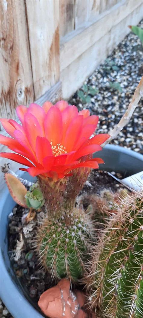 10+ Exotic Red Cactus Flowers (with Names & Pictures) - Plants Craze