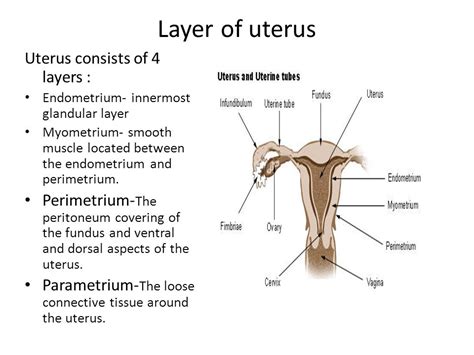 Myometrium Layers