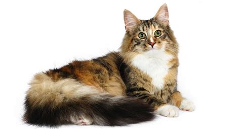 Norwegian Forest Cat Colors – An Amazing Array of Beautiful Shades