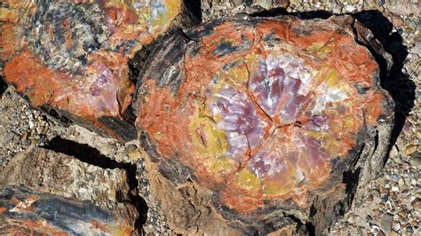 How Does Petrified Wood Form? | HowStuffWorks