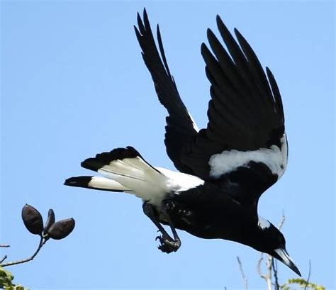 Magpie Attack