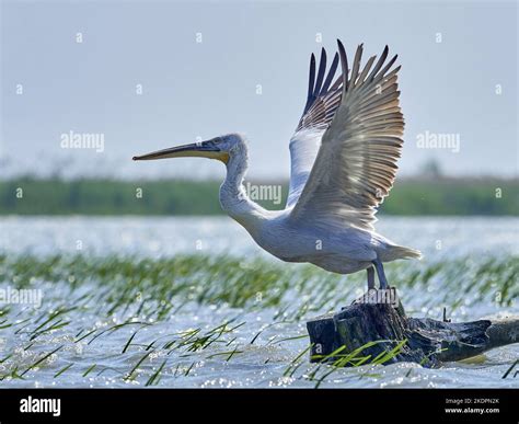 flying Dalmatian Pelican Stock Photo - Alamy