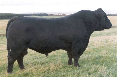 Aberdeen Angus | Aberdeen angus, Bull, Cattle