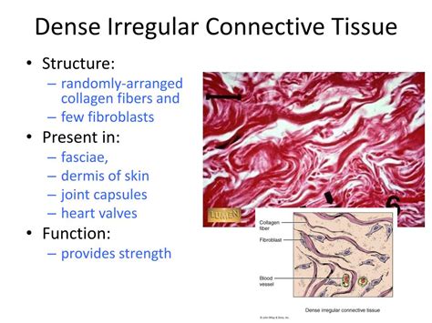 PPT - Connective Tissue PowerPoint Presentation, free download - ID:1974907