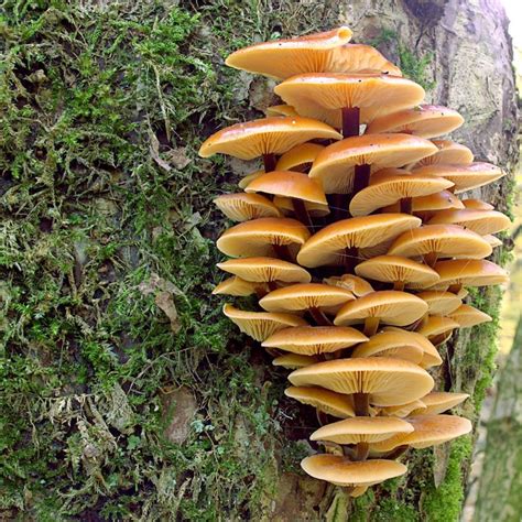 Enoki mushroom Enokitake Flammulina velutipes live culture | Etsy