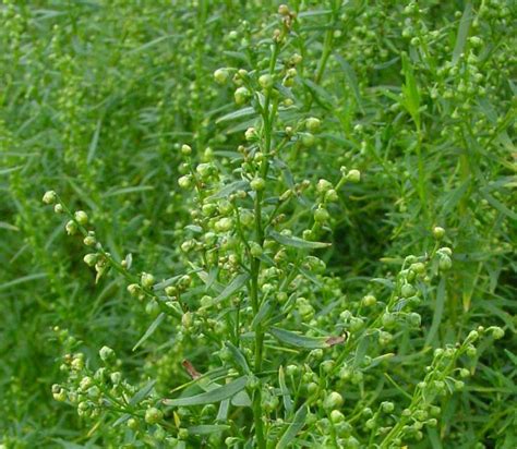 Artemisia dracunculus ~ Plant-A-Holic